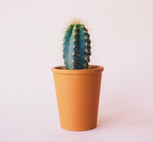 House Plant flower